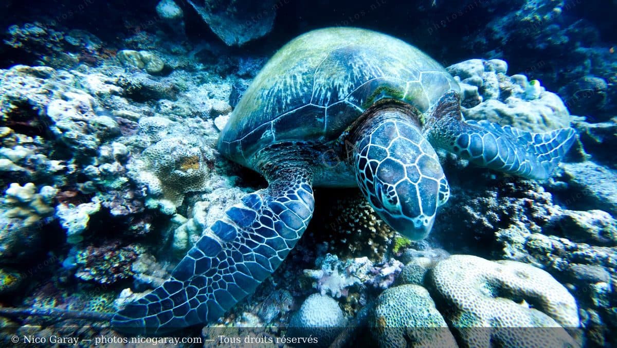 Photographie
