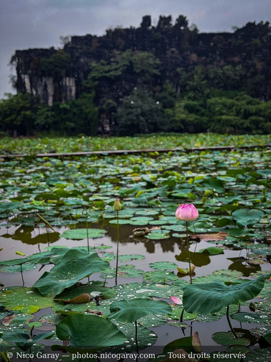 Viet Nam